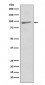 Anti-EIF2C3 AGO3 Rabbit Monoclonal Antibody